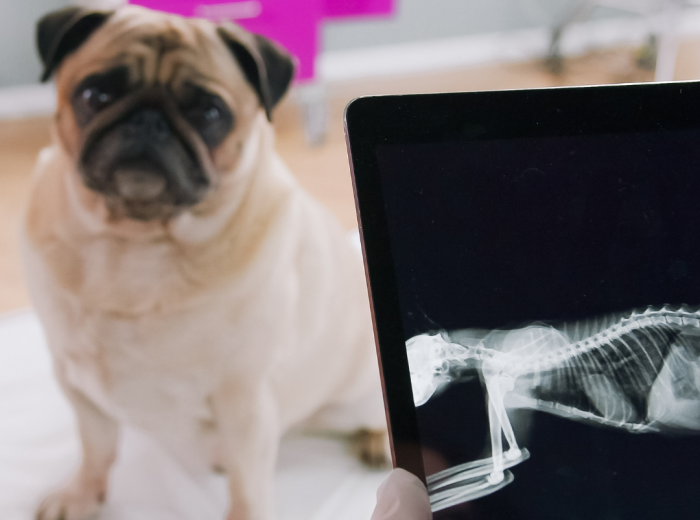 When Does a Dog Need Diagnostic Imaging?