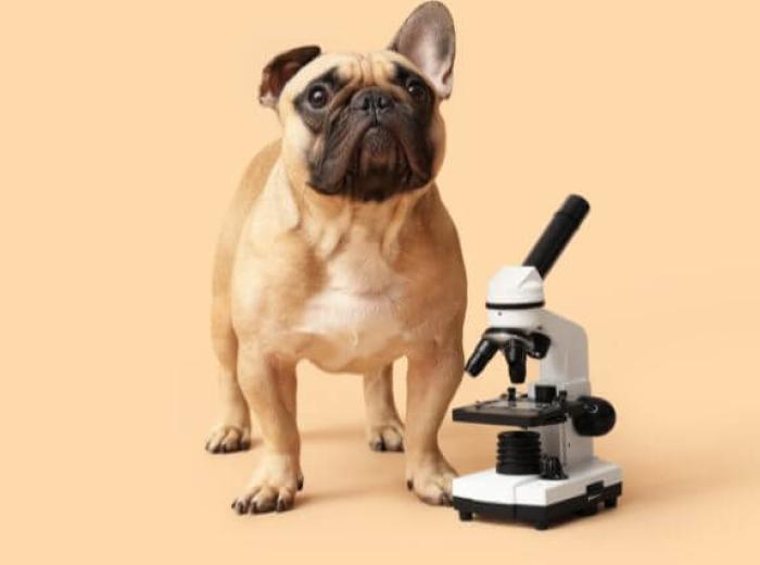 Does My Dog or Cat Really Need Bloodwork?